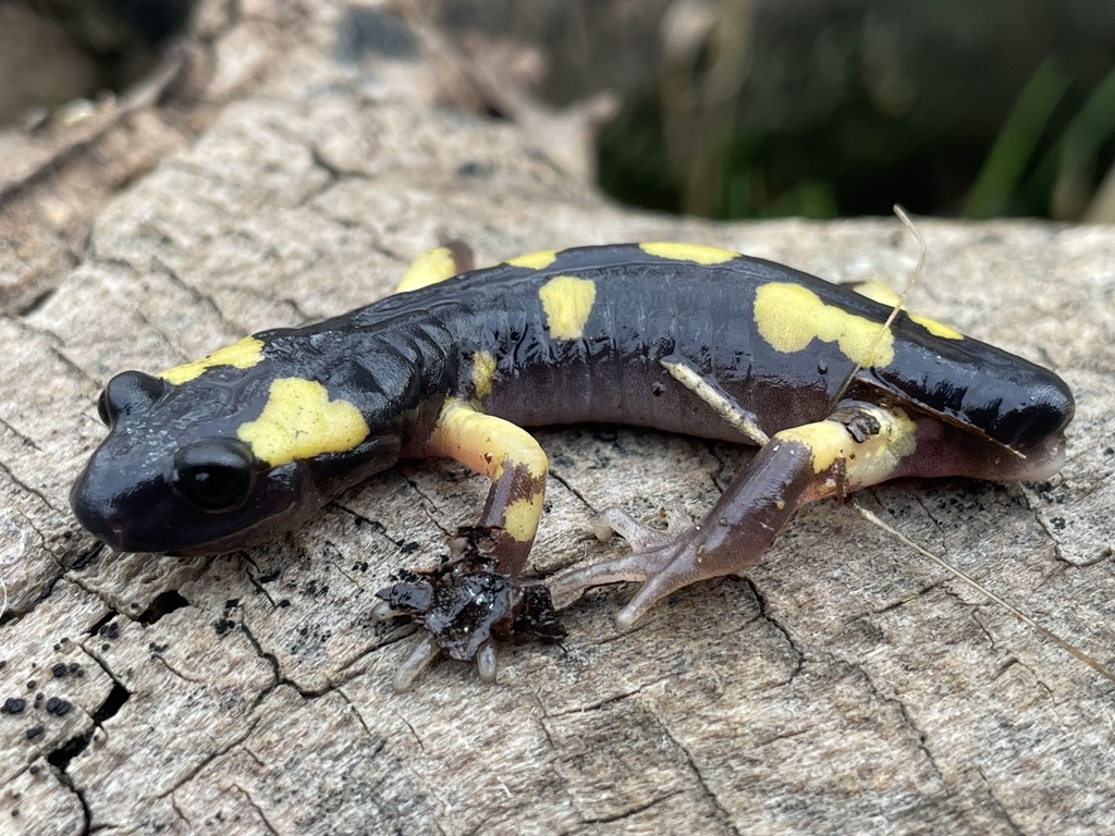 Ensatina eschscholtzii croceater (Yellow-blotched Salamander), California species