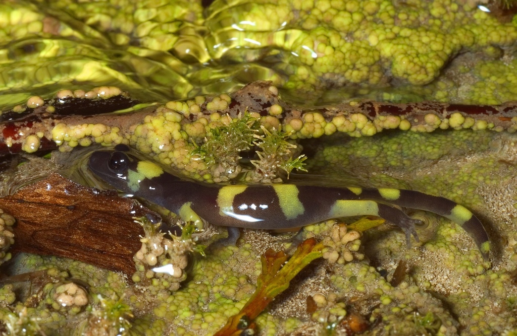 Ensatina eschscholtzii klauberi (Large-blotched Salamander), California species