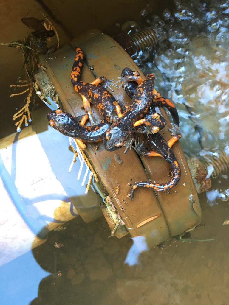 Ensatina eschscholtzii (Ensatina), California species