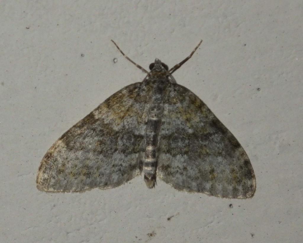 Entephria multivagata, California species