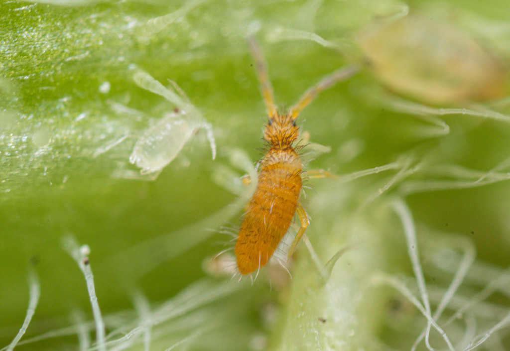 Entomobrya atrocincta (Dimorphic Springtail), California species