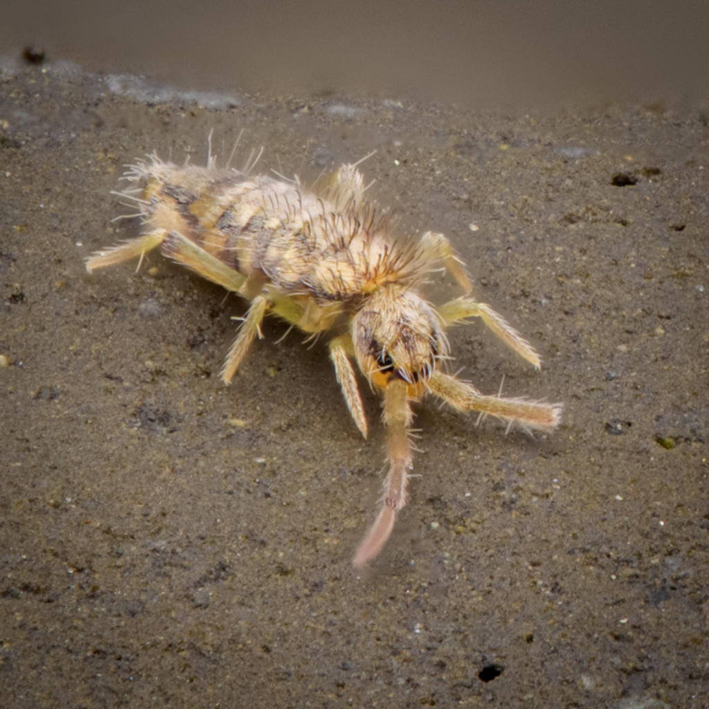 Entomobrya katzi, California species