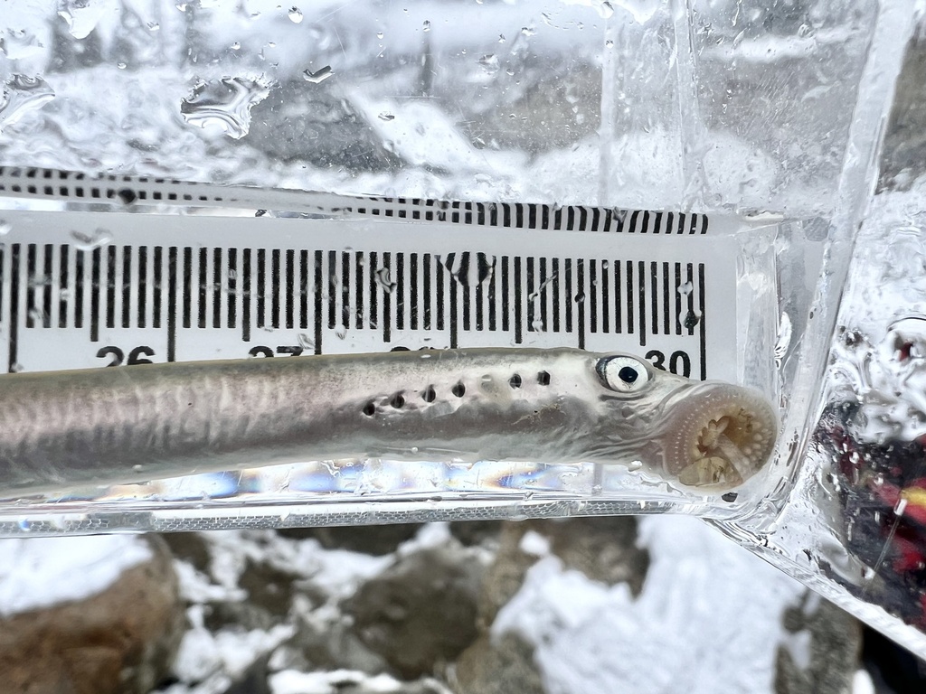 Entosphenus tridentatus ssp. 1 (Coastal Pacific lamprey), California species