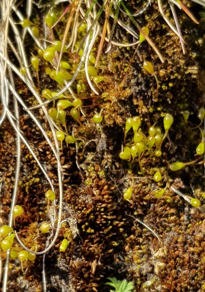 Entosthodon kochii (Koch's cord moss), California bryo