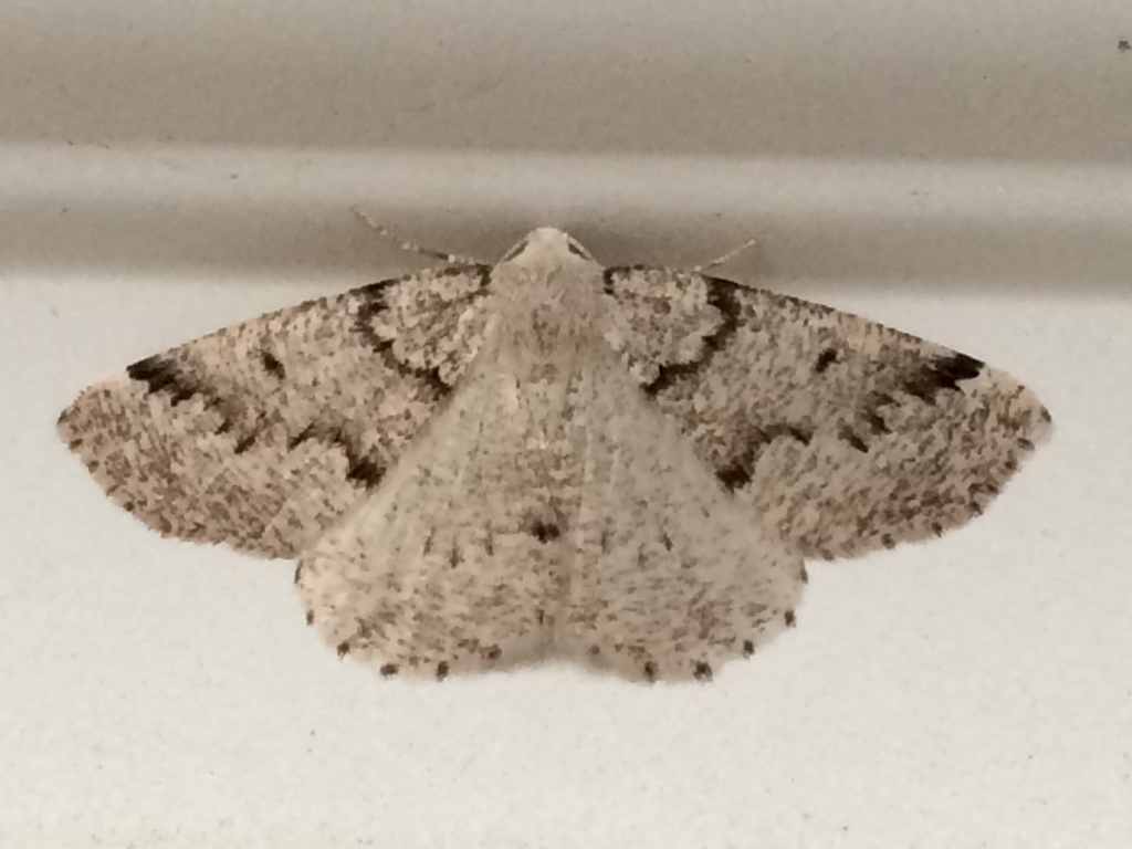 Enypia packardata (Packard's Girdle Moth), California species
