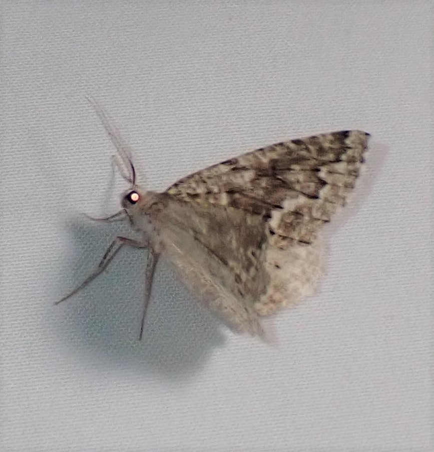 Enypia venata (Variable Girdle Moth), California species