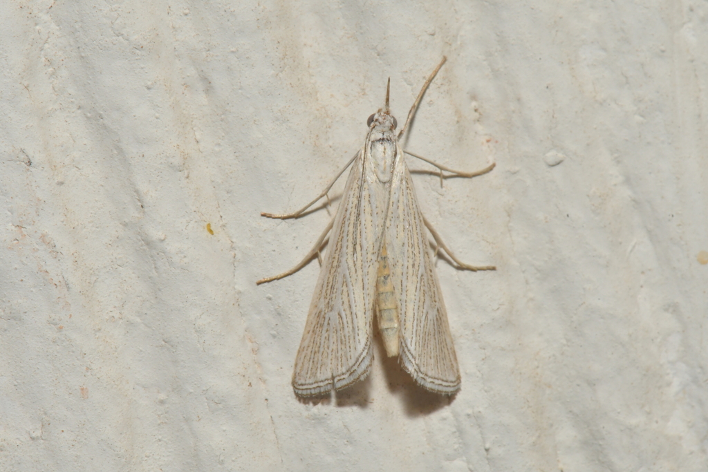 Eoreuma callista, California species