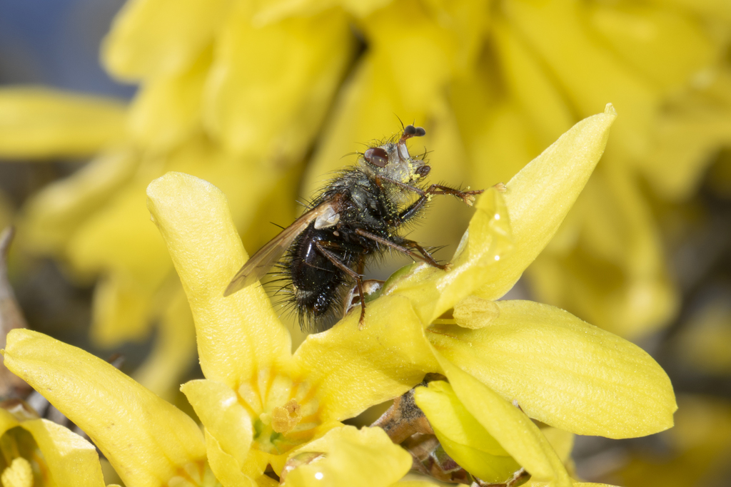 Epalpus signifer (Early Tachinid Fly), California species