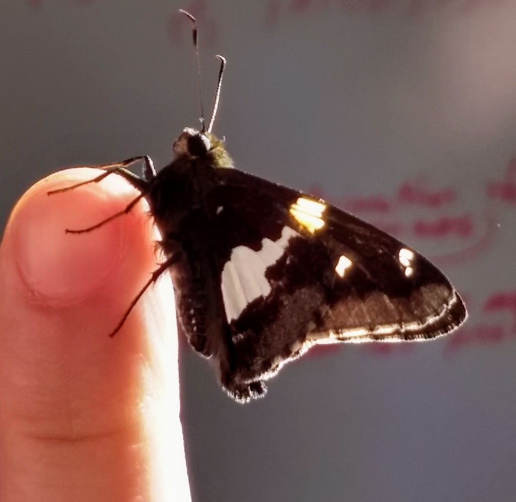 Epargyreus clarus (Silver-spotted Skipper), California species