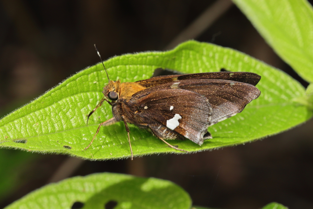 Epargyreus exadeus (Broken Silverdrop), California species