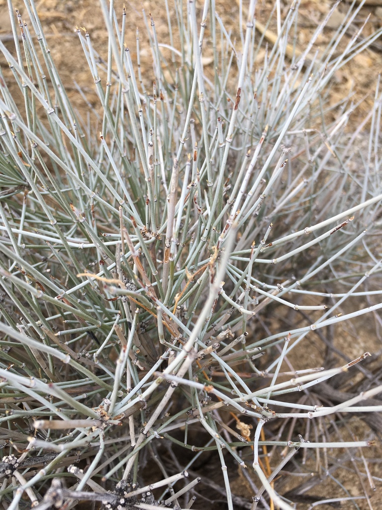 Ephedra aspera (Boundary ephedra), native California shrub