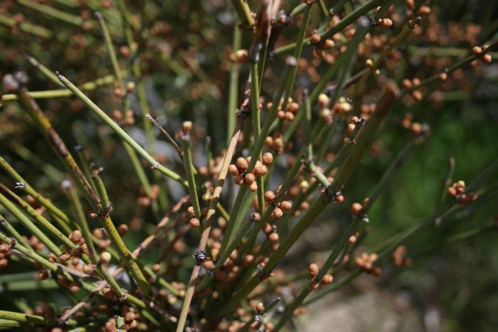 Ephedra californica (Desert tea), native California shrub