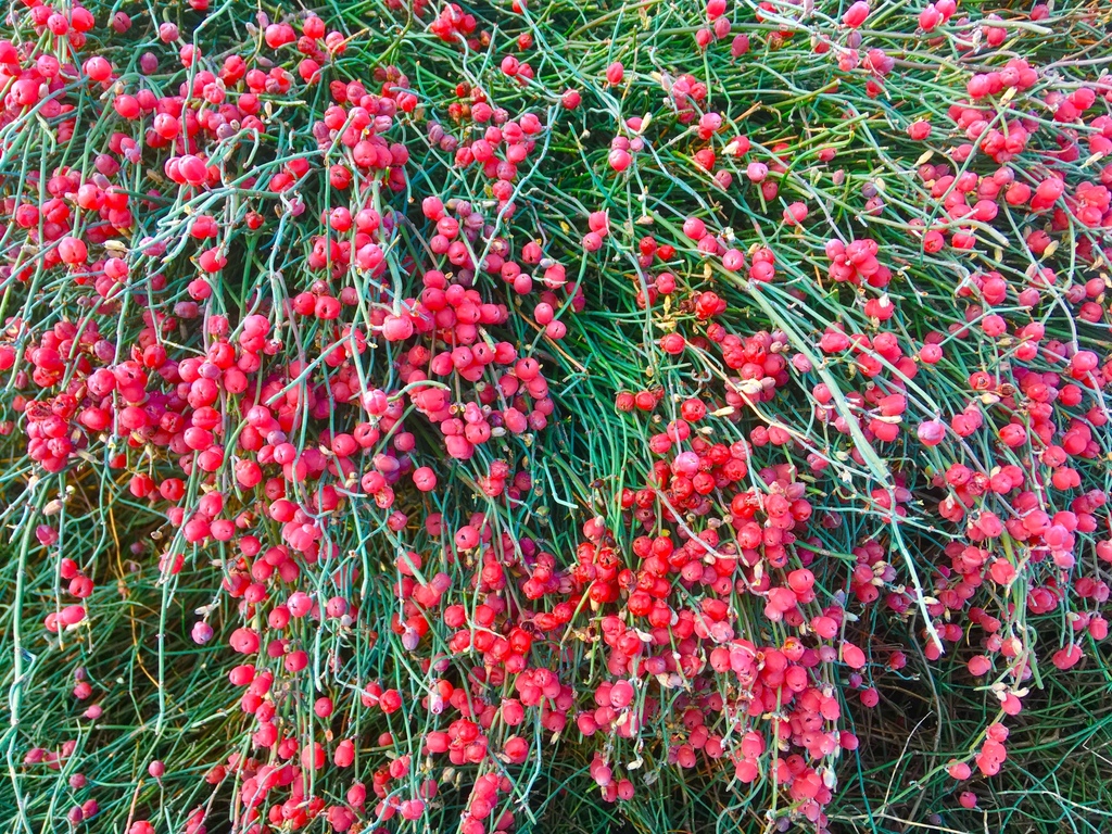 Ephedra foeminea (Jointfir), non-native California shrub