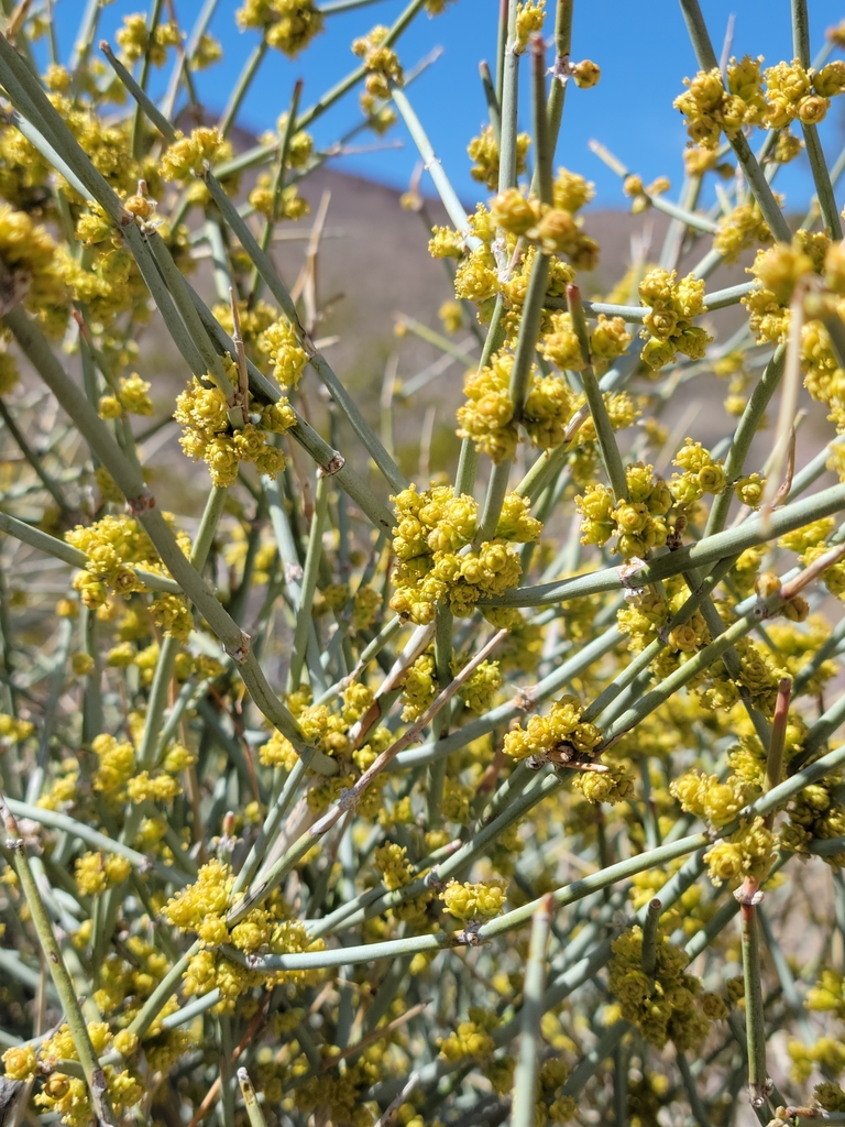 Ephedra funerea (Death valley ephedra), native California shrub