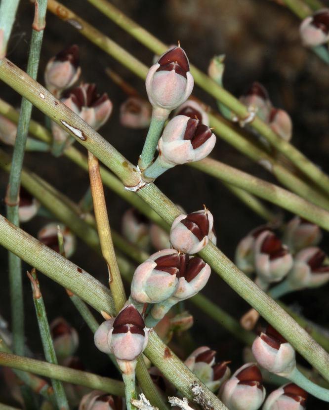 Ephedra nevadensis (Nevada ephedra), native California shrub