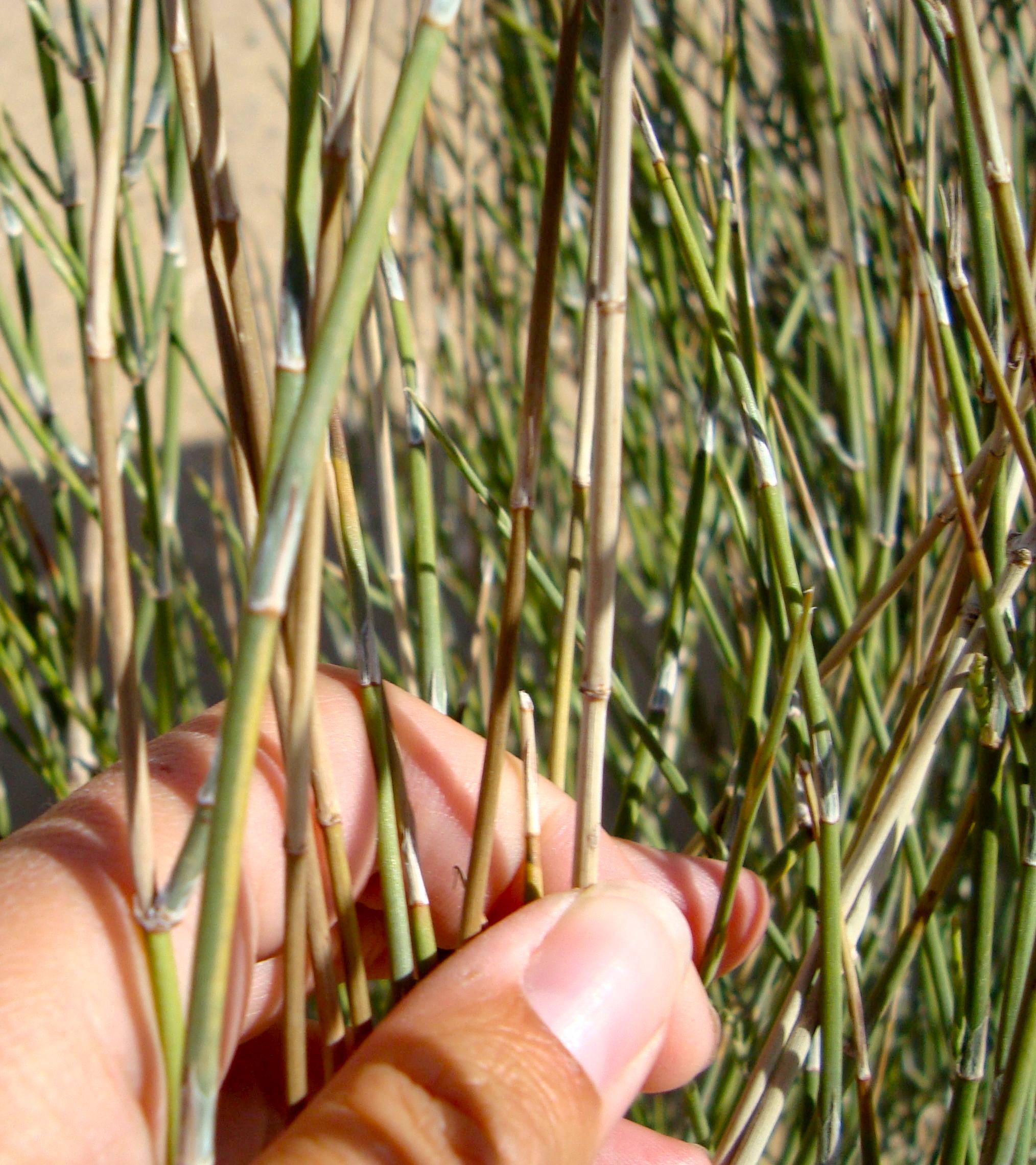 Ephedra sp. (Ephedra), non-native California shrub