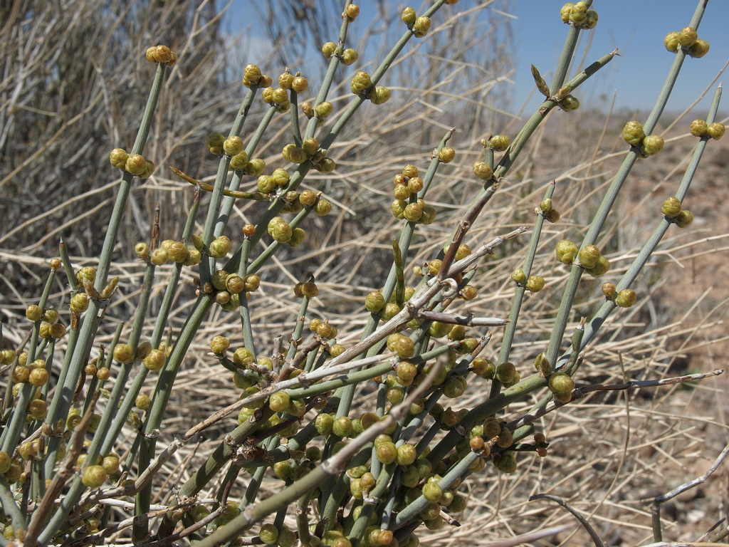 Ephedra torreyana (Torrey's Mormon- tea), California shrub
