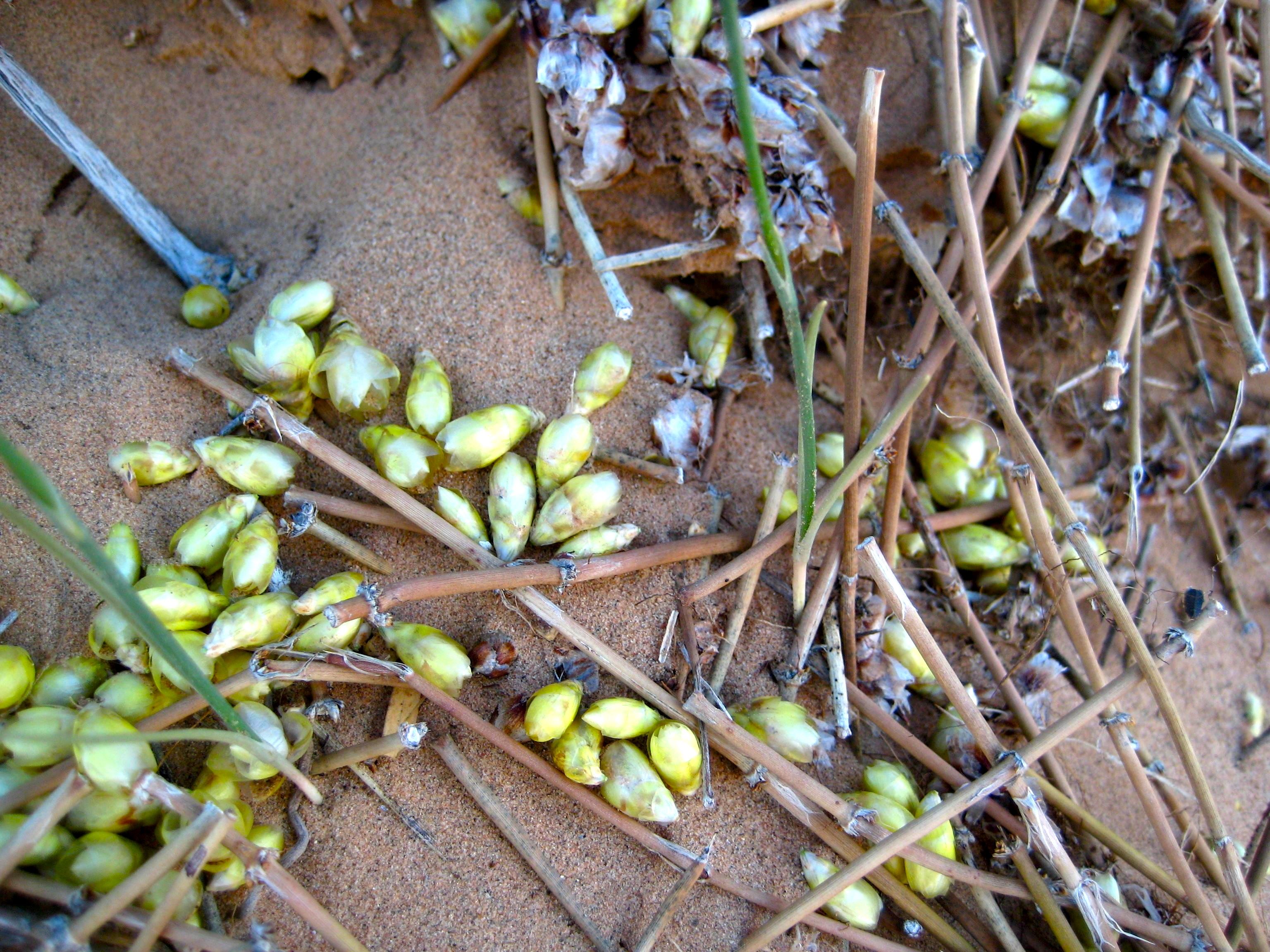 Ephedra trifurca (Longleaf ephedra), native California shrub
