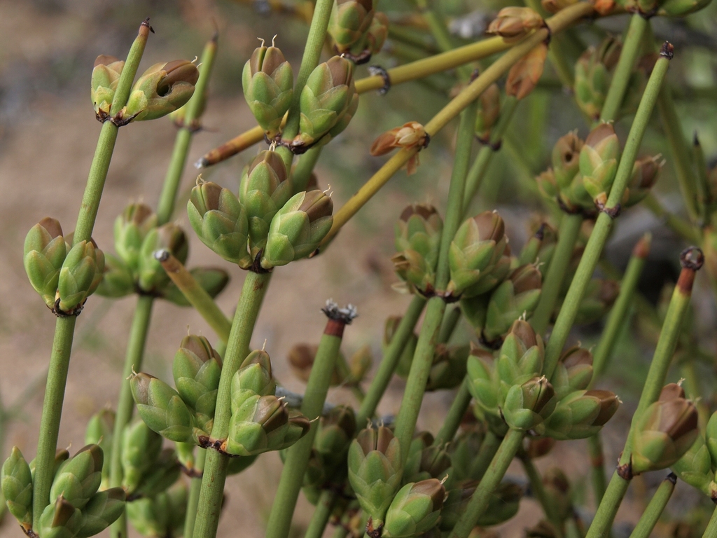 Ephedra viridis (Green ephedra), native California shrub