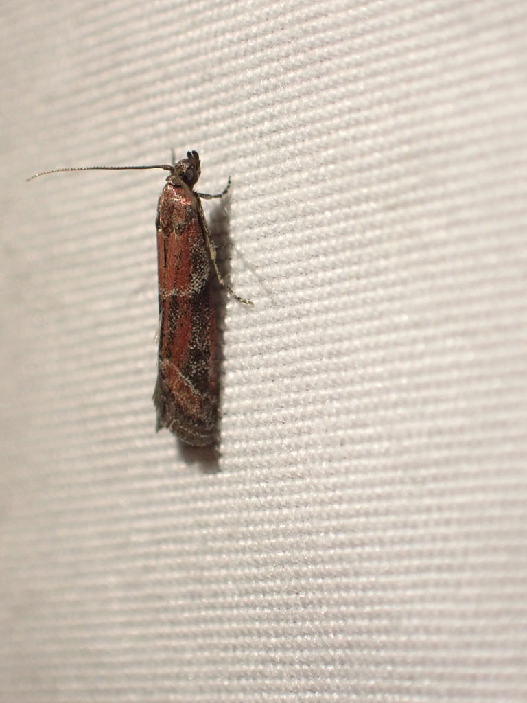 Ephestiodes erythrella (Pink-Washed Epheltes Moth), California species