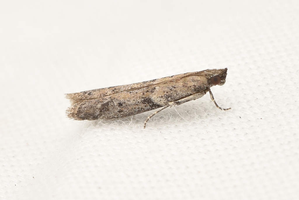 Ephestiodes gilvescentella, California species