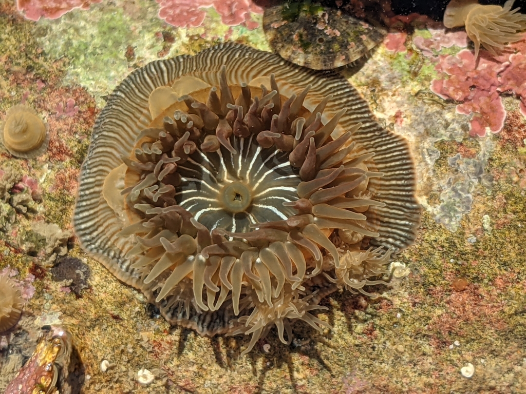 Epiactis prolifera (Brooding Anemone), California species