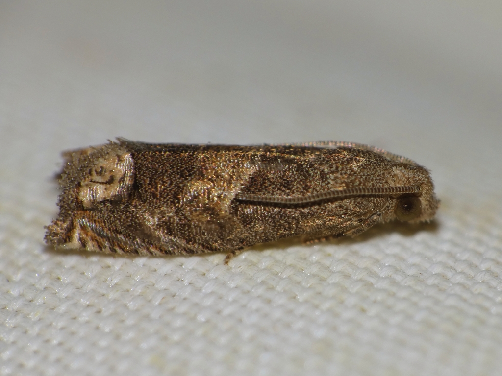 Epiblema strenuana, California species