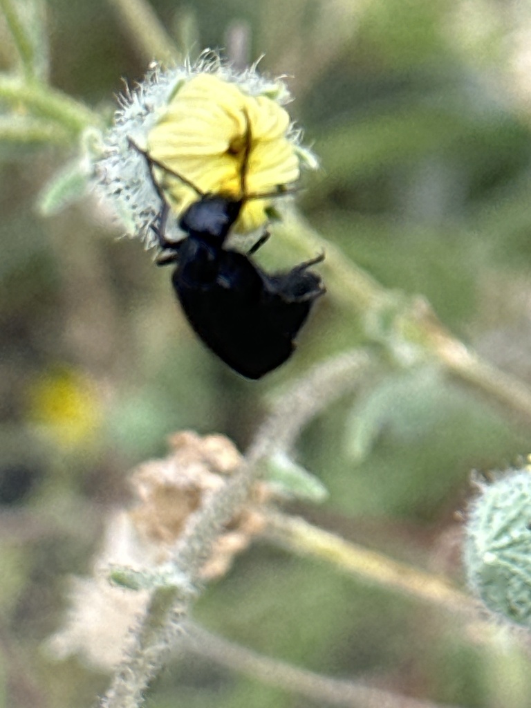 Epicauta puncticollis (Punctate blister beetle), California species