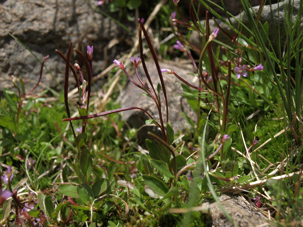 Epilobium anagallidifolium (Alpine willowherb), native California herb