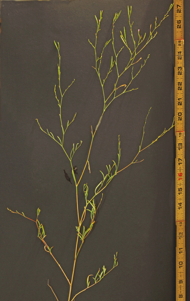 Epilobium brachycarpum (Annual fireweed), native California herb