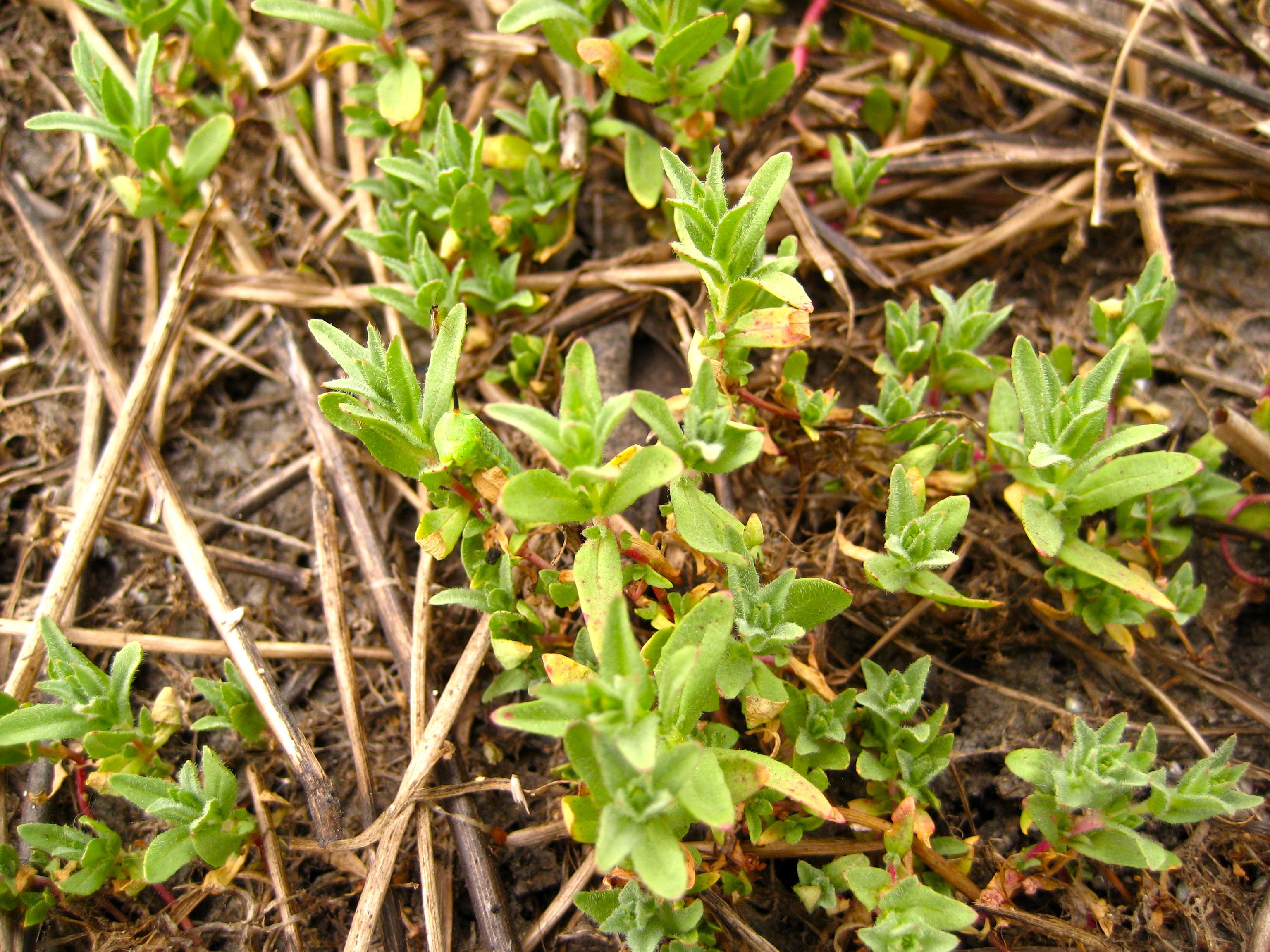 Epilobium campestre (Smooth boisduvalia), native California herb