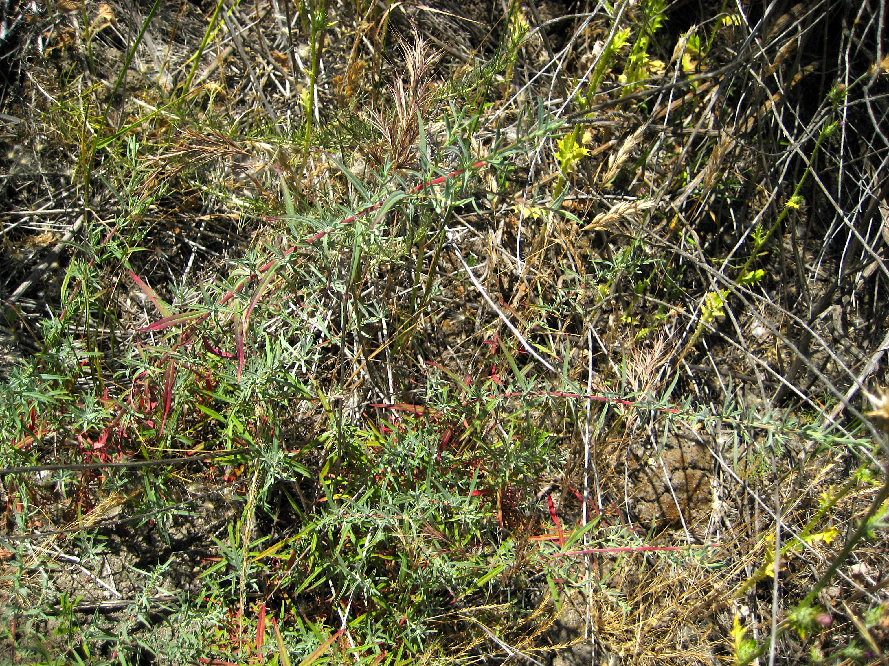 Epilobium canum subsp. canum, native California subshrub