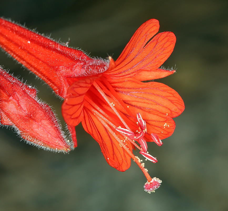 Epilobium canum (California fuchsia), native California subshrub