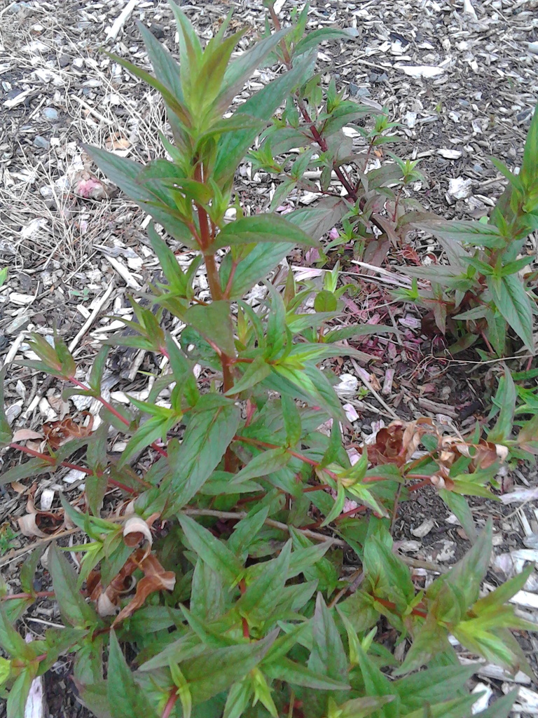 Epilobium ciliatum subsp. ciliatum, native California herb