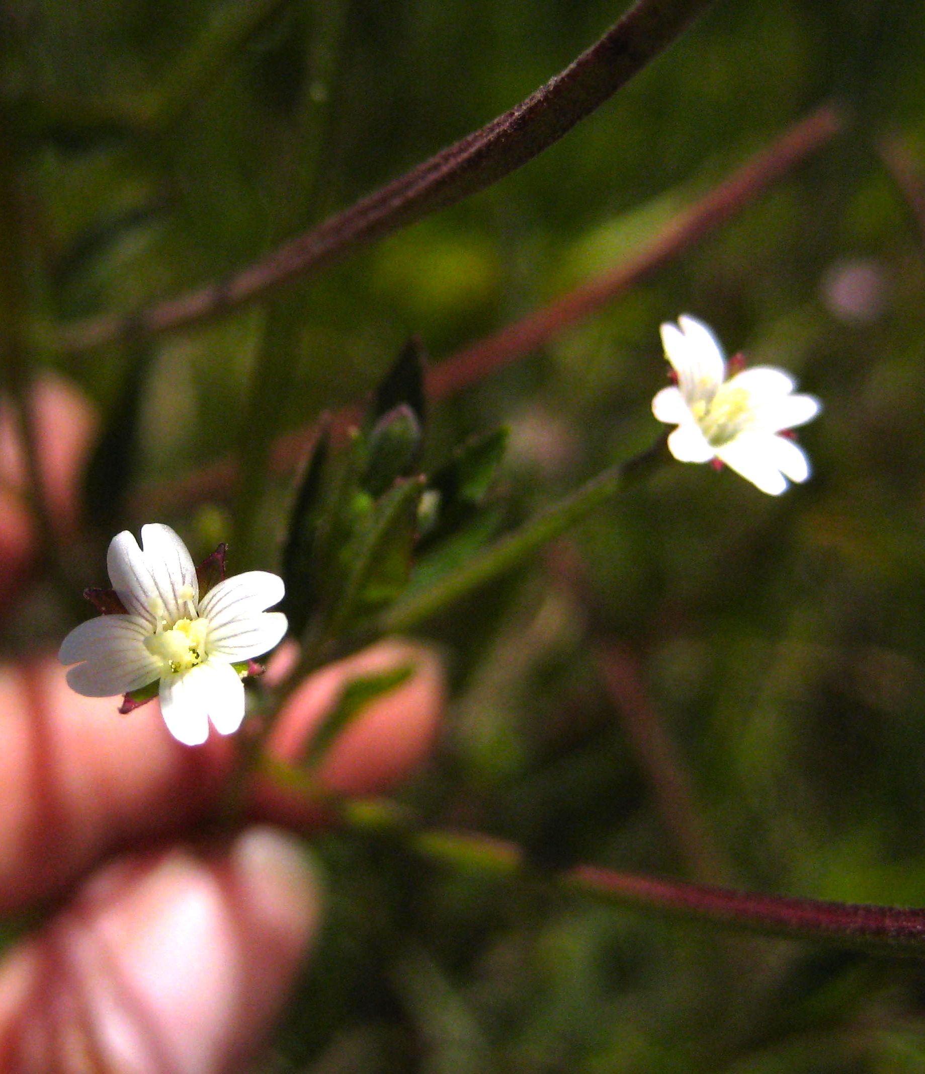 Epilobium ciliatum (Fringed willowherb), native California herb