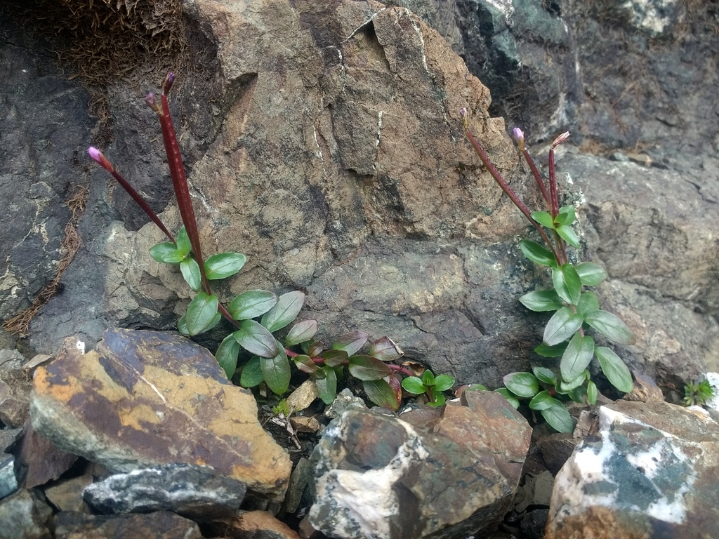Epilobium clavatum (Club fruit willowherb), native California herb