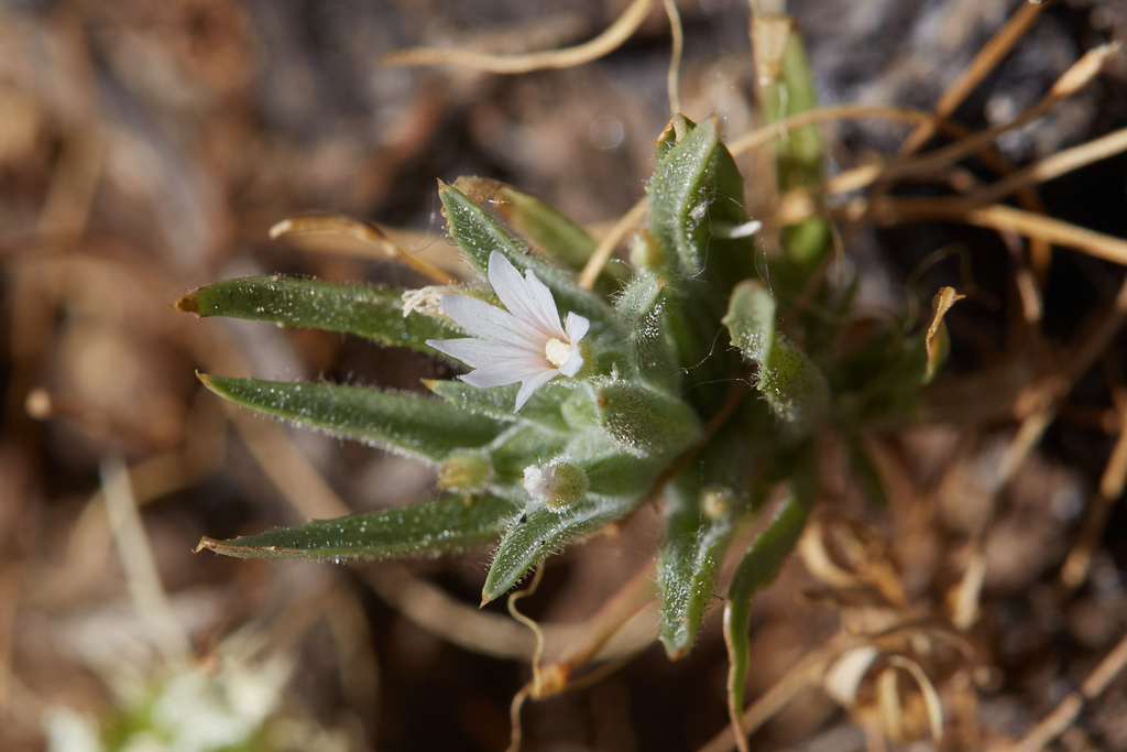 Epilobium cleistogamum (Cleistogamous boisduvalia), native California herb