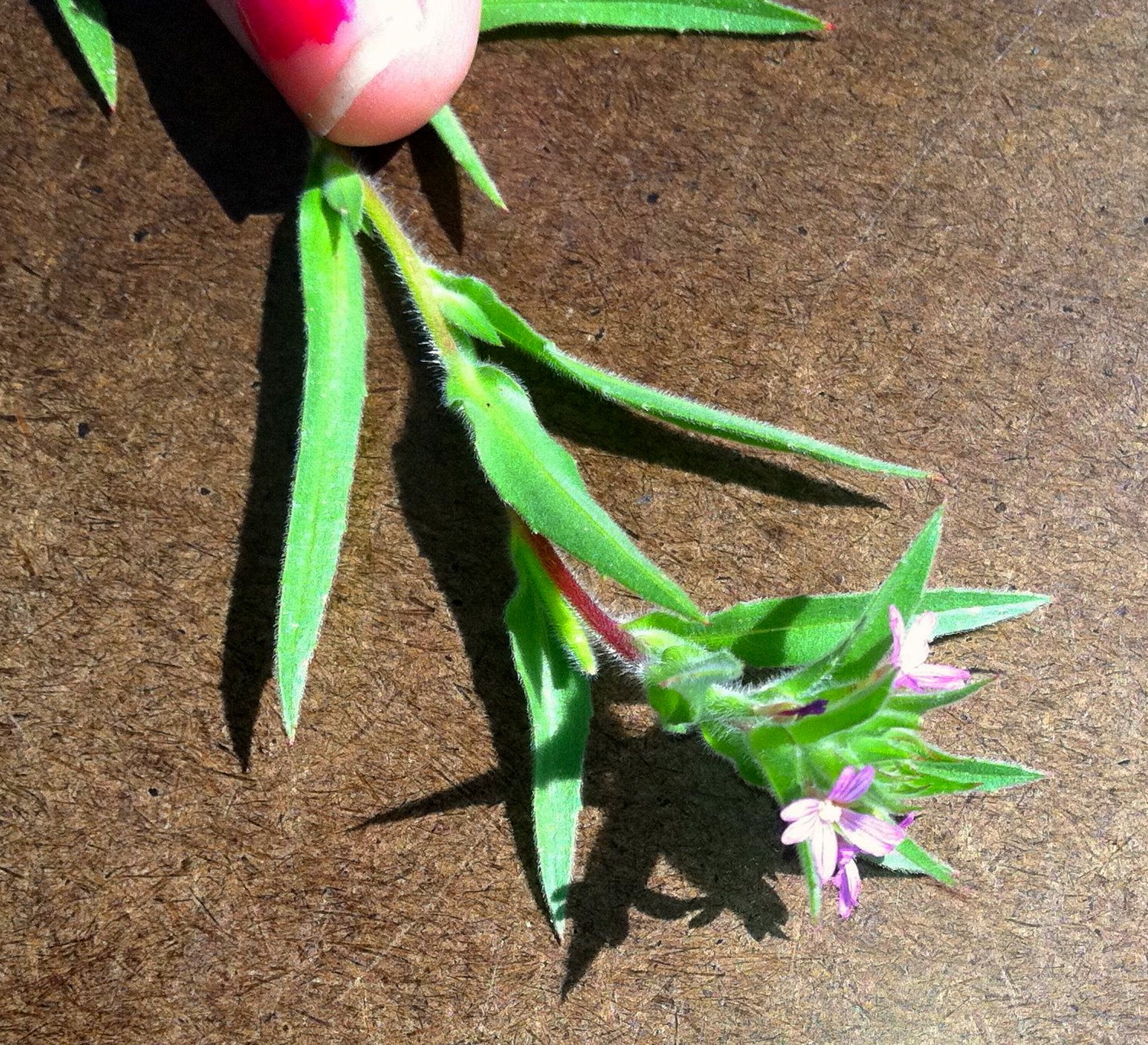 Epilobium densiflorum (Dense boisduvalia), native California herb