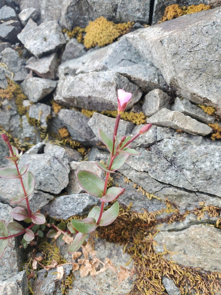 Epilobium glaberrimum — parent species of Epilobium glaberrimum subsp. glaberrimum