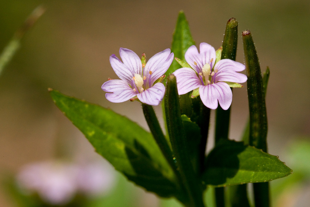 Epilobium hornemannii subsp. hornemannii, native California herb