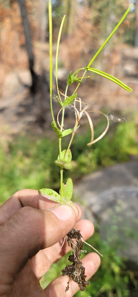 Epilobium howellii (Subalpine fireweed), native California herb