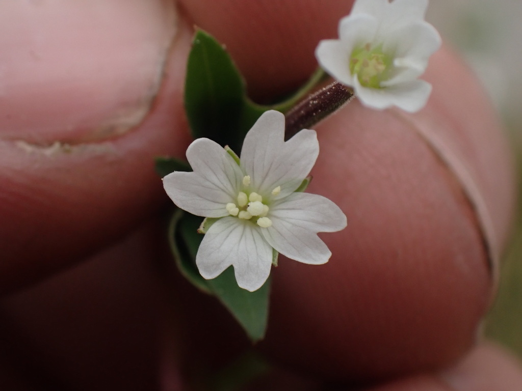 Epilobium lactiflorum (Milkflower willowherb), native California herb