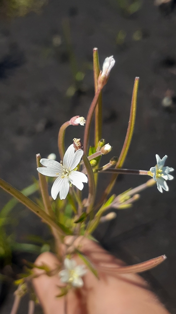 Epilobium leptophyllum (Bog willowherb), non-native California herb