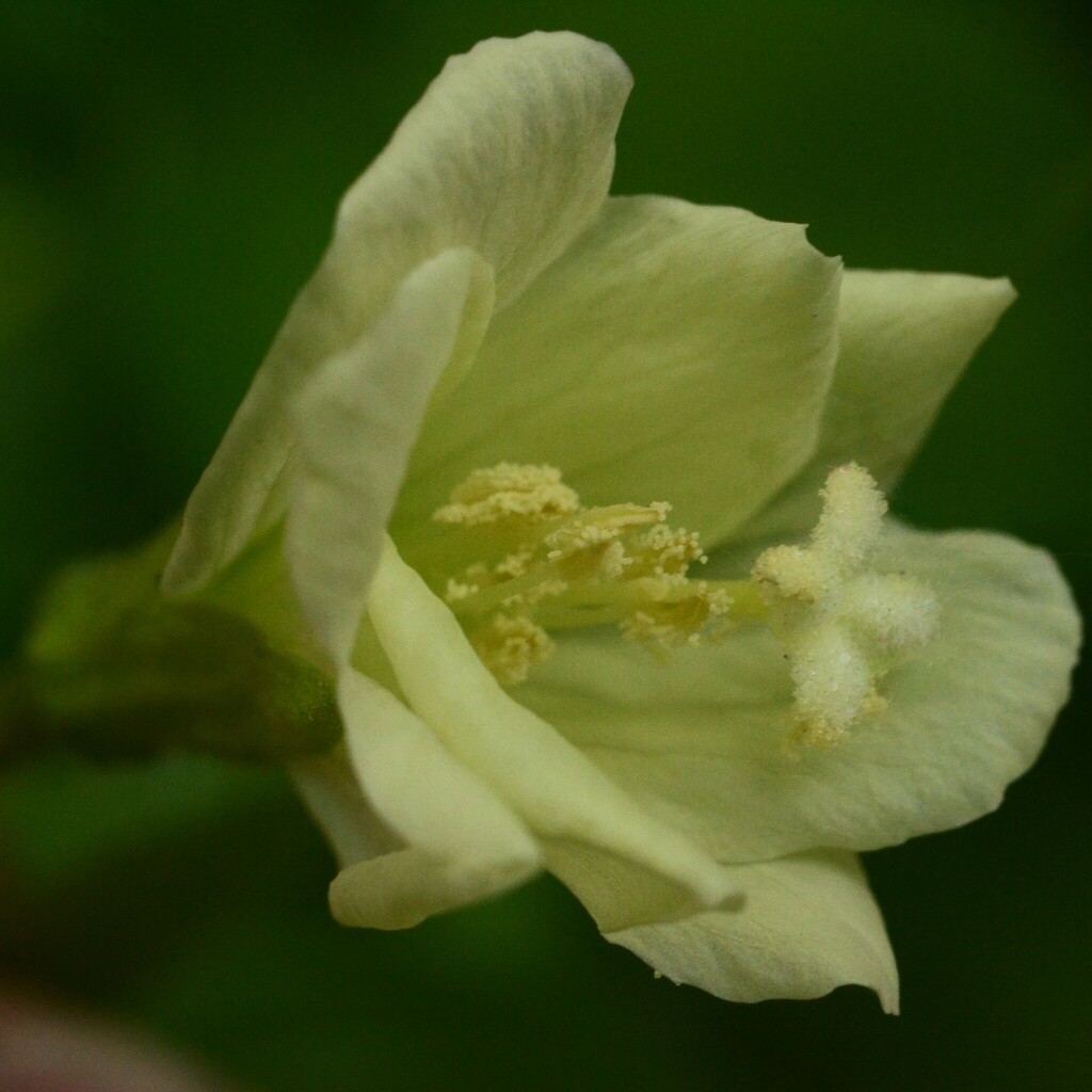 Epilobium luteum (Yellow willowherb), native California herb