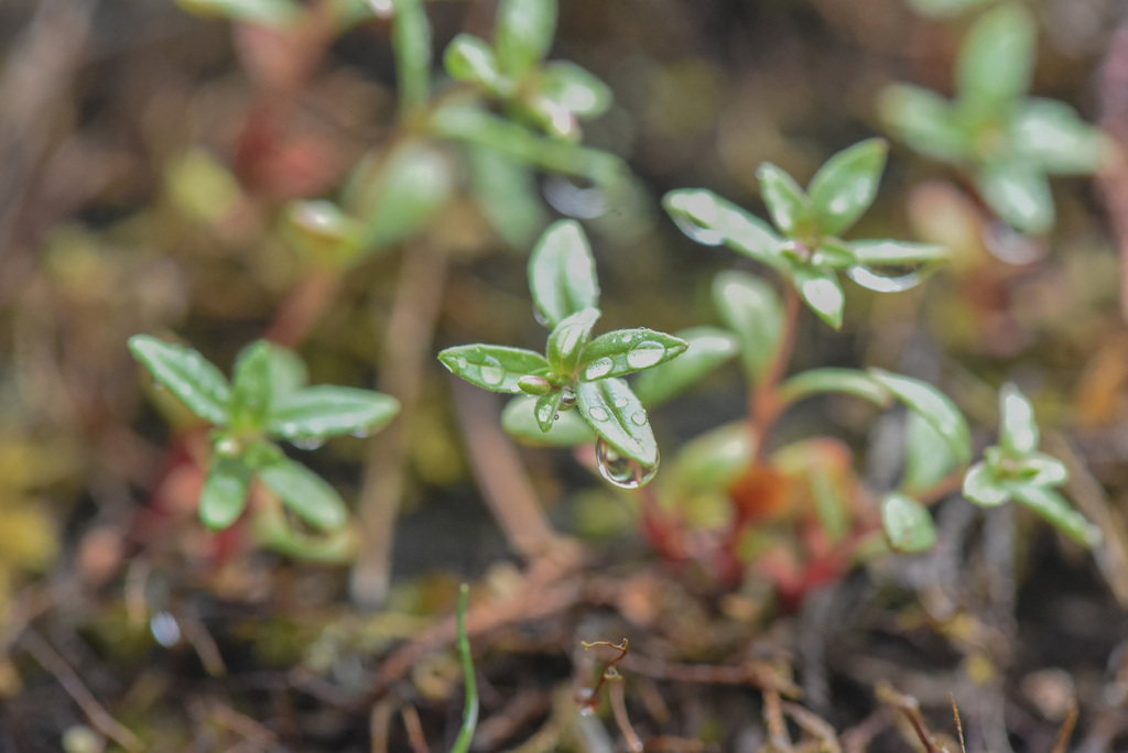 Epilobium minutum (Chaparral willowherb), native California herb