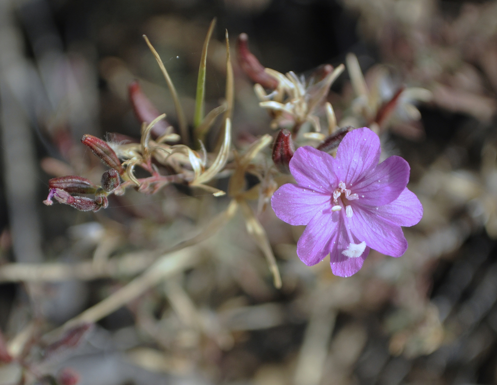 Epilobium nivium (Snow mountain willowherb), native California subshrub
