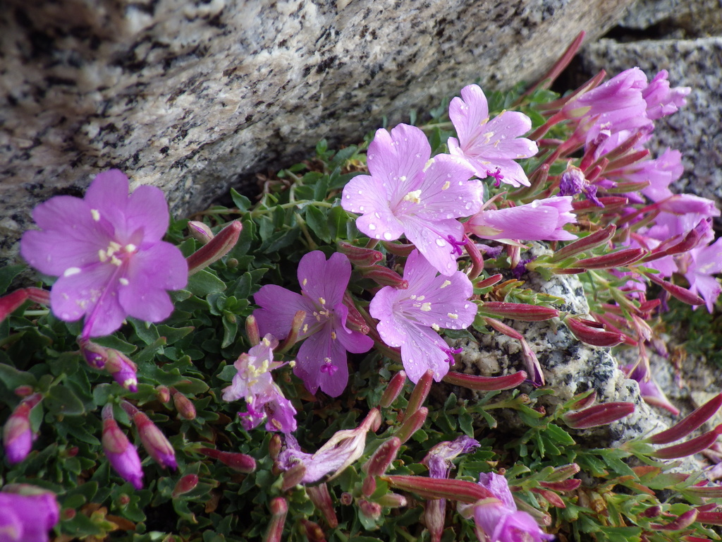 Epilobium obcordatum (Heart willowweed), native California subshrub