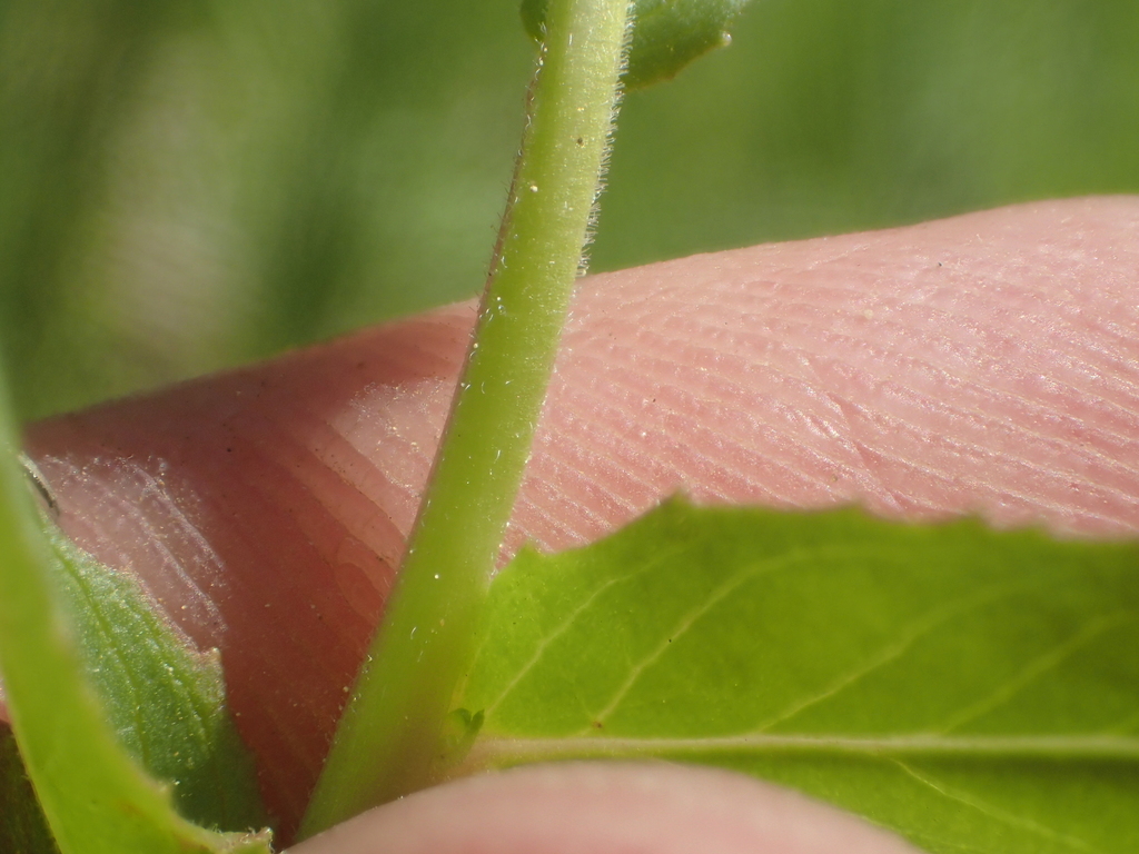 Epilobium oreganum (Oregon fireweed), native California herb