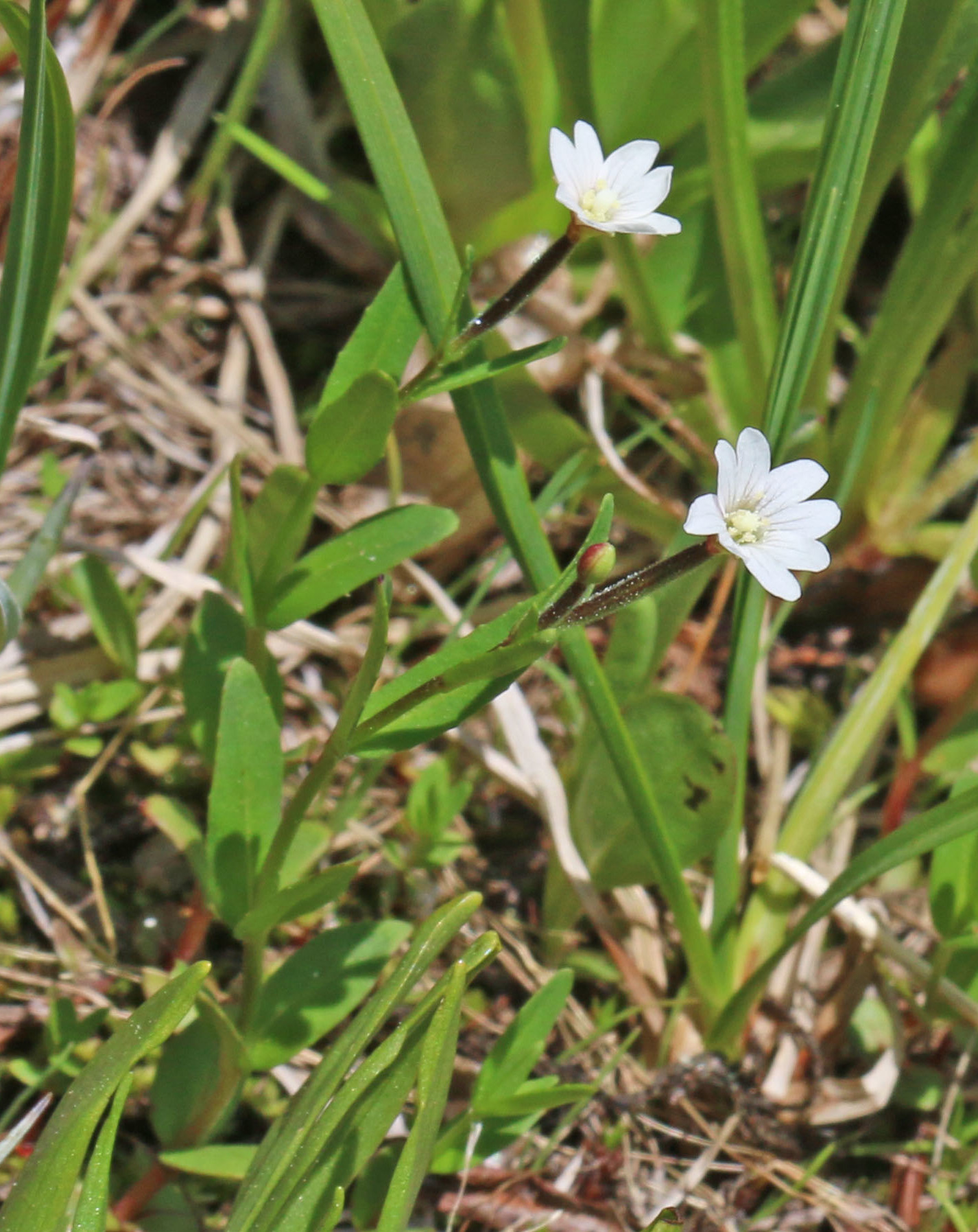 Epilobium oregonense (Oregon willowherb), native California herb
