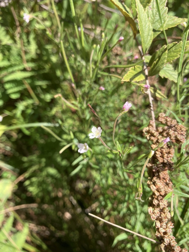 Epilobium palustre (Marsh willowherb), native California herb